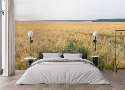 Panorama of a rye field. Rural landscape on a bright sunny day. Wall mural