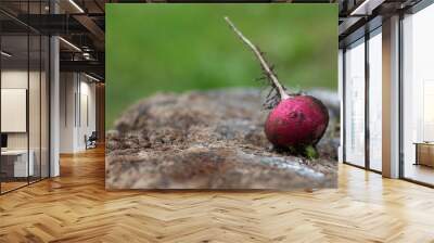 red radish close-up lies on a wooden stump Wall mural