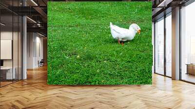 white goose on green grass on the farm Wall mural