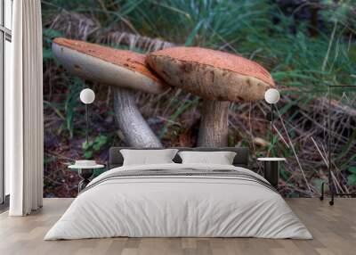 Two edible mushrooms grow in the forest. Boletus mushrooms close-up. Wall mural