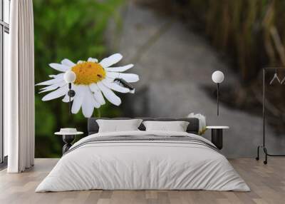 white chamomile close-up on a blurred background with a beetle on flowers Wall mural