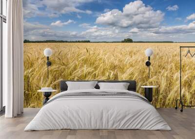 Field of ripening wheat by summer day with beautiful cumulus clouds above Wall mural