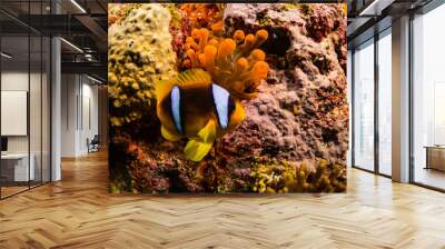 Anemonefish Wall mural