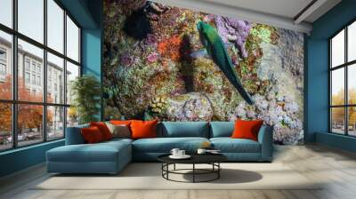 Coral garden Wall mural