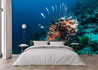 Lionfish Wall mural