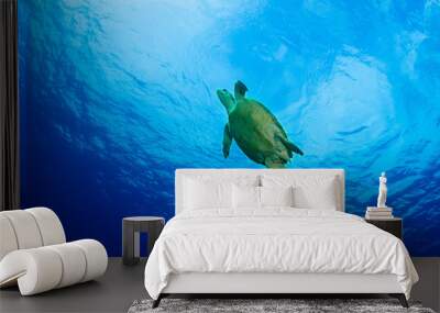 Turtle Wall mural