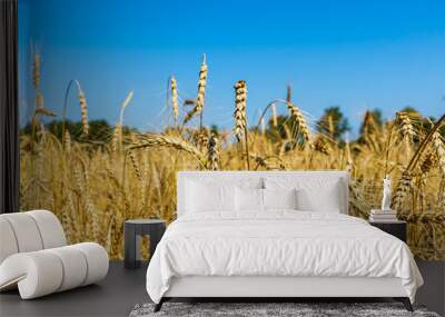 Golden wheat and blue sky Wall mural