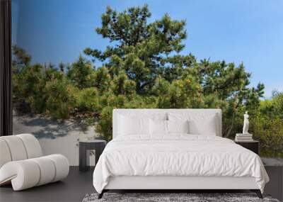 Pine trees in the sand dunes on an island on the Atlantic coast Wall mural