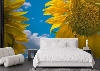 Two yellow sunflowers against the blue sky Wall mural