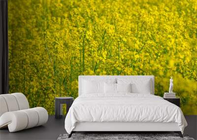 Beautiful summer field with blooming yellow flowers, yellow background. Wall mural