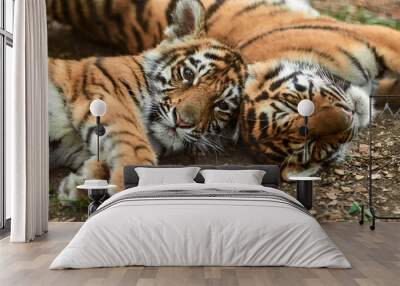 Two little tiger cubs outdoors. Tiger kindergarten. Wild animals in nature Wall mural