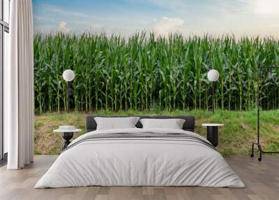 Green corn field. Summer day. Wall mural