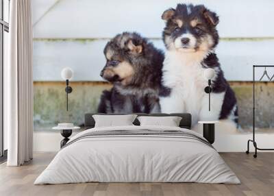 Image of two puppies sitting by white wall on street in afternoon Wall mural