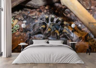 Large spider from the family of tarantulas sitting in a nest  Wall mural