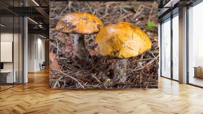 close-up two red cap scaber stalk (leccinum aurantiacum) mushroo Wall mural