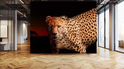 Angry cheetah photo with blood on killer face look Wall mural