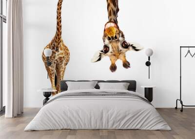 Fun cute upside down portrait of giraffe on white Wall mural