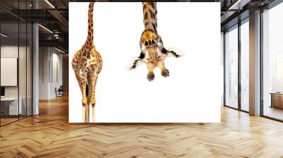 Giraffe with long head look upside down on white Wall mural