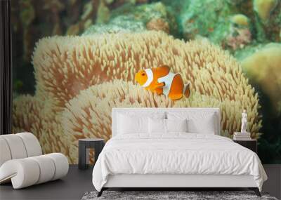 little orange clownfish in anemones Wall mural