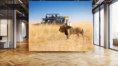 Portrait of beautiful big lion at safari park Wall mural