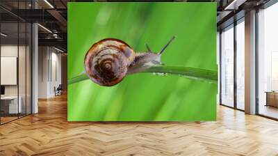 Snail sitting on the leaf Wall mural