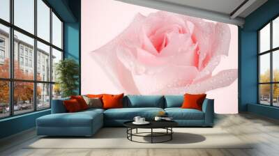 pink rose isolated on pink background Wall mural