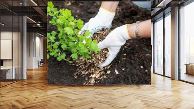 A girl in gloves sprinkles sawdust on a young bush. Wall mural