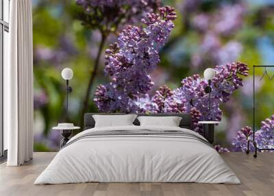 Purple lilac flowers. Detailed view. Wall mural