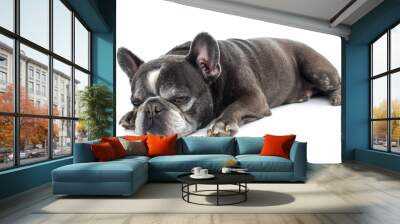 Sleepy black French bulldog lying on white background Wall mural