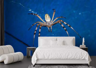 spider on web Wall mural