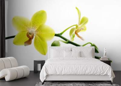 Fresh yellow orchids isolated on white background Wall mural