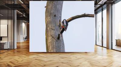 Woodpecker on a trunk of a dried tree. Wall mural