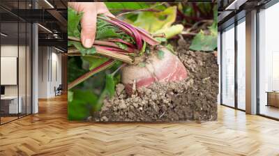 Hand dragging young beetroot Wall mural