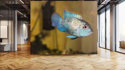 Aquarian fish. Turquoise Okara. Wall mural