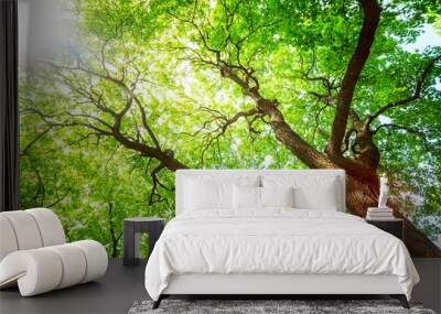 Green tree in spring day, sun light in branches  Wall mural