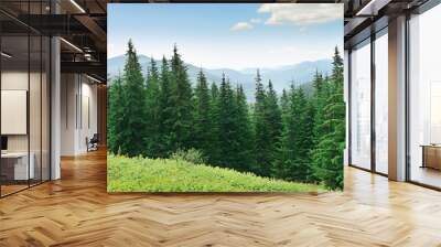 beautiful pine trees Wall mural