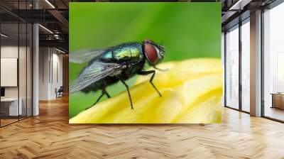 fly on leaf Wall mural