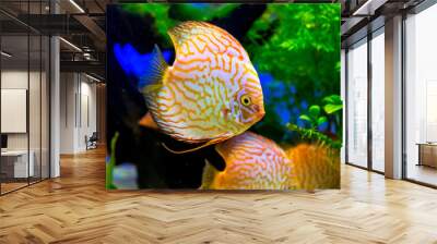 Aquarium with tropical fish of the Symphysodon discus spieces Wall mural