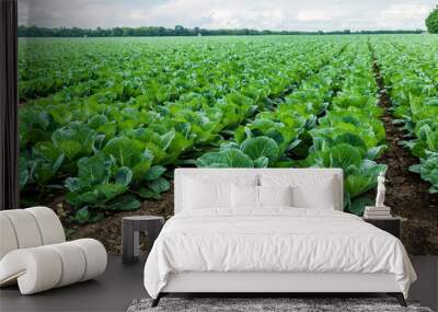 Cabbage field Wall mural