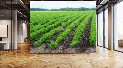 Carrots growing on a field in summer Wall mural