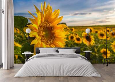 Field of blooming sunflowers Wall mural