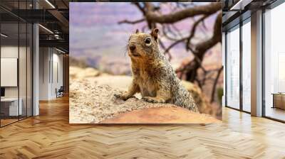 Squirrel at Grand Canyon Wall mural