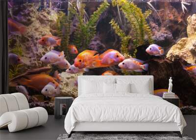 Ttropical freshwater aquarium with fishes Wall mural