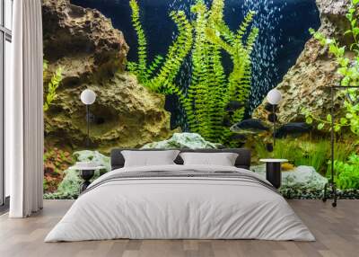 Ttropical freshwater aquarium with fishes Wall mural