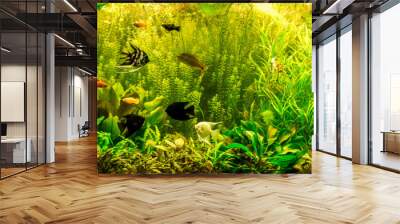 Ttropical freshwater aquarium with fishes Wall mural