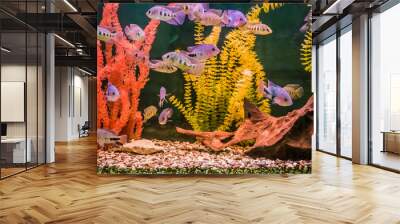 Ttropical freshwater aquarium with fishes Wall mural