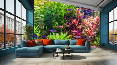 ttropical freshwater aquarium with fishes Wall mural