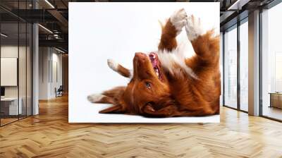 isolated studio portrait of cute crazy angry dog nova scotia duck tolling retriever at white background  Wall mural