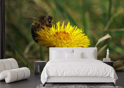 Bee climbing on a yellow flower Wall mural