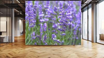 Provence - lavender field Wall mural